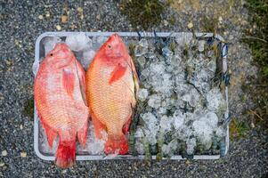 Red Tilapia fish with shrimps frozen with ice on tray photo