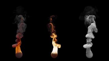 Set of three fire burning variants. File contains Alpha Channel. video
