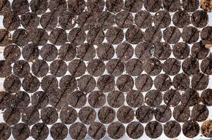 Preparing cultivated soil in nursery plastic tray for planting photo