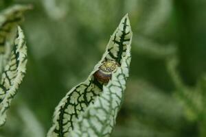 a snail is hiding in the leaf of a plant photo