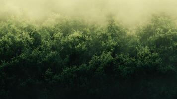 Green forest with trees and fog photo