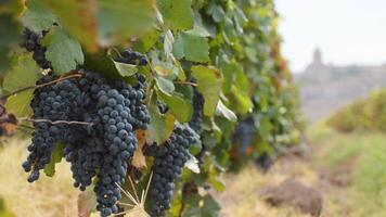 Small wine grapes on trees on vineyard field on autumn in Armenia with famous landmark of Khor Virap monastery. Harvesting season in caucasus. Wine produce Armenia video