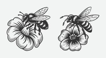 Bee Collecting Nectar from a Blooming Flower in Nature with Elegant Silhouette Style in Black and White vector