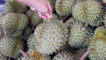Durian pile. A hand reaches in to select and touch durians from a pile at a tropical fruit market. Concept of fruit picking, Tropical agriculture, and choosing fresh produce by hand, Close-up video