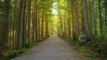 Moving through the green forest along the path. Stunning Canadian nature. video