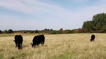 cows grazing in a field video