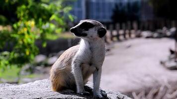 a meerkat is sitting on a rock in an enclosure video