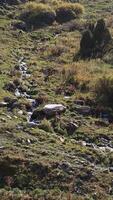 A narrow stream winds its way down a rocky slope in the mountains of Kyrgyzstan. The water flows over stones and through patches of grass, with small evergreen trees visible in the background. Shot with a telephoto lens from a static, handheld position. video