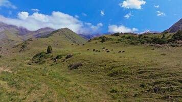 Aerial view pf cows grazing on a green mountain pasture in Kyrgyzstan. Camera slowly approaching, revealing a serene landscape with rolling hills, rocky cliffs, and distant snow-capped peaks under a bright blue sky with scattered clouds. video