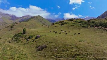 Aerial view pf cows grazing on a green mountain pasture in Kyrgyzstan. Camera slowly rising up, revealing a serene landscape with rolling hills, rocky cliffs, and distant snow-capped peaks under a bright blue sky with scattered clouds. video