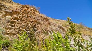 A wild hemp bush sways in the wind on a steep, rocky mountain slope in Kyrgyzstan during a sunny autumn day. Static camera with selective focus captures the rugged terrain and clear blue sky. video