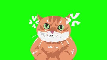 2D animation of a chubby ginger cat looking grumpy. Cartoon style with green screen. video