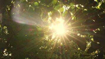 sunlight shining through green leaves in a peaceful natural setting, creating a warm and tranquil atmosphere in the early morning or late afternoon, bokeh nature tree and blur with sunlight shining video