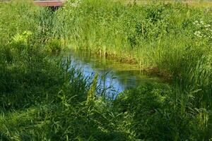 Lush, vibrant greenery beautifully surrounds a serene and peaceful stream in nature photo