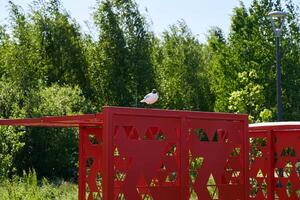 A Calm Bird Resting Gracefully on a Bright Red Structure in an Expansive Lush Green Setting photo