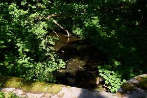 A Serene Forest Stream that is Surrounded by Lush Greenery and Vibrant Plant Life photo