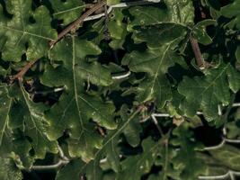 Macro view of healthy green ivy leaves with sharp lines and vibrant veins creating a vivid botanical background full of organic texture and symmetry photo