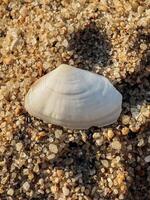 Seashell on Sandy Beach. Closeup of clean sand with gentle grains and soft lighting offers natural minimalism and organic structure ideal for background use in creative design projects photo
