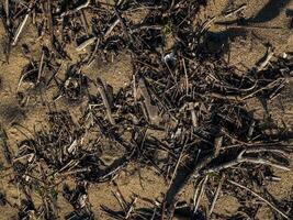 Natural texture of beach surface covered with dry twigs seaweed and organic debris captured in daylight ideal for ecological design rustic backgrounds and storytelling elements photo