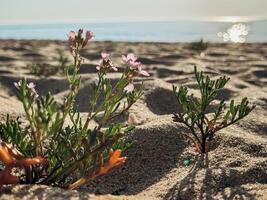 Closeup of blooming wildflowers and succulent plants thriving in warm beach sand at sunrise symbolizing natural resilience sustainability and coastal ecosystem harmony photo