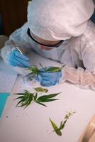A dedicated scientist is meticulously analyzing cannabis leaves in a stateoftheart laboratory photo
