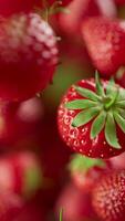 Animation of a group of strawberry. Many strawberry slowly rotate in the background in space. Vertical composition. Defocus. Close-up video
