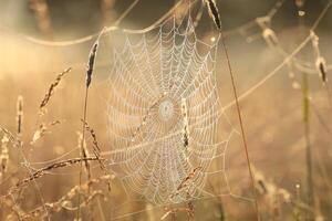 Spider web on a meadow at sunrise photo