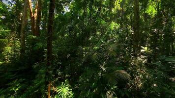 Tranquil FPV drone flight through dense tropical jungle in Thailand, with lush green plants and sunlight filtering through the canopy. video