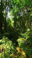 Tranquil FPV drone flight through dense tropical jungle with lush green plants and sunlight filtering through the canopy. Shot in Southeast Asia rainforest. video