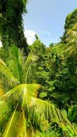 Smooth FPV drone flight over dense tropical jungle with palm trees and vibrant greenery. Immersive view of exotic rainforest landscape in Thailand. video