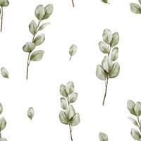 watercolor eucalyptus leaves pattern vector