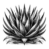 Agave sketch engraving black and white outline. Scratch board imitation. vector