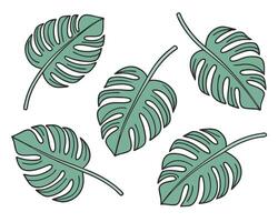 illustration of five hand drawn monstera leaves in various positions on a clean white background vector
