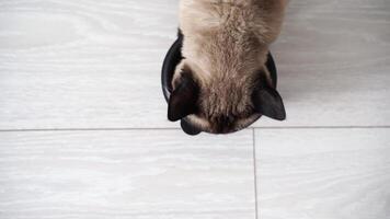 Closeup of a cat's paws stretching and claw movement on light wooden floor. video