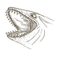 Open shark mouth with sharp teeth aggressive sea predator illustration, danger and marine wildlife concept vector