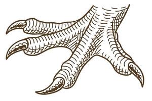 bird claw illustration, detailed talon close up animal limb, strong sharp nails, sketch isolated on white background vector