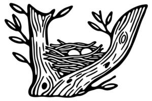Bird nest with eggs on tree branch hand drawn nature illustration, spring growth, wildlife home concept vector