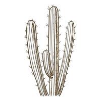 Hand drawn cactus illustration isolated on white desert plant with spines, botanical wild flora decorative sketch vector