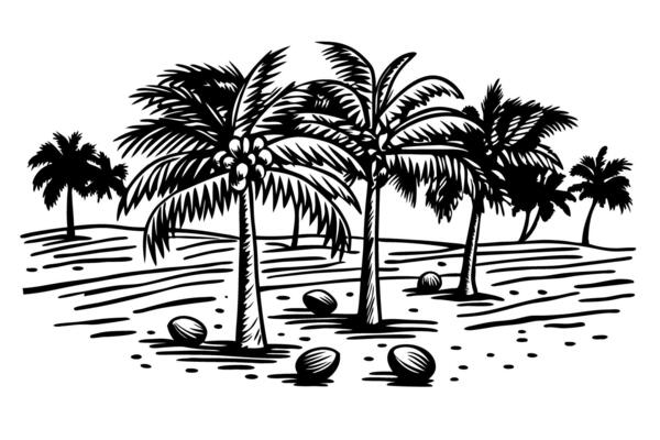Tropical coconut palm trees, ripe coconuts on sandy beach, summer nature design black and white illustration