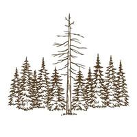Leafless dead tree standing among dense evergreen forest, nature contrast, wilderness, survival concept vector