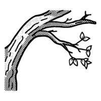 Curved tree branch with leaves illustration vintage botanical ink drawing, hand drawn natural element, rustic design vector