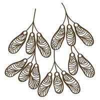 Maple tree samaras, stylized botanical illustration winged seeds line art, natural autumn plant element vector