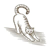 Stretching cat illustration playful feline arching back on wooden floor, brown line art, pet posture concept vector