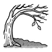 Bare tree with twisted branches and sparse leaves in vintage engraving nature drought, autumn, solitary plant vector