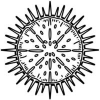 Hand drawn sea urchin illustration marine spiky round shell, black and white aquatic animal outline vector