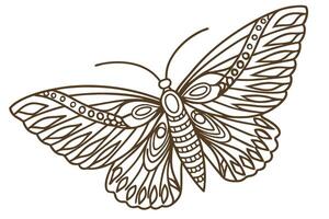 Intricate butterfly outline with detailed wings monochrome line art illustration for coloring or design vector