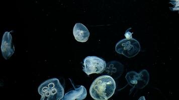 Ethereal Glowing Jellyfish Floating Elegantly in the Dark Against a Deep Black Background video