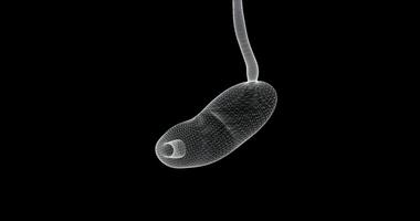 Hologram screen 3d of the stomach in the human digestive system - loop video