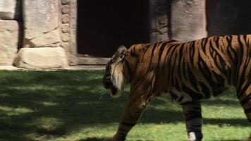 Sumatran Tiger walking and looking in a natural park - Panthera tigris sumatrae video