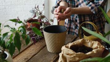 Home gardening. Female hands transplanting houseplants adding expanded clay into new pot. video